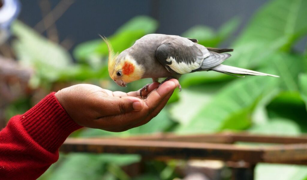 Cockatiel with yellow crest and orange cheeks perched on a person's hand, against a leafy green background.