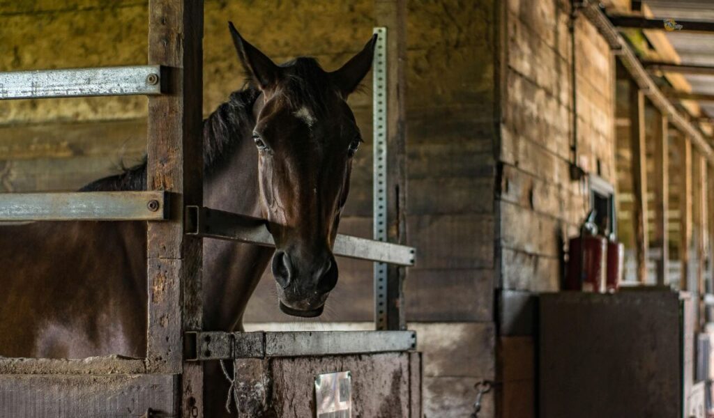 A brown horse peering out from a rustic wooden stable, its calm expression framed by soft indoor lighting.
