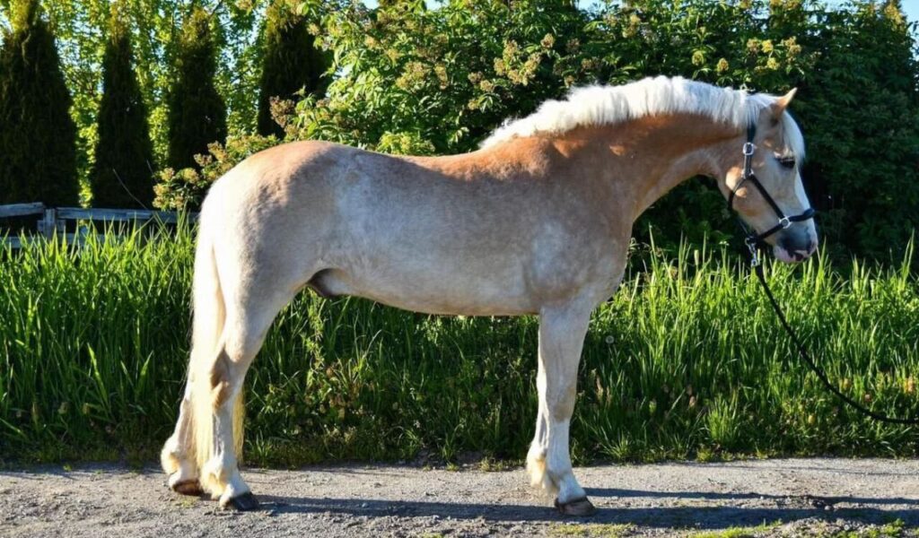A cream-colored horse with a light mane and tail standing on a dirt path, surrounded by lush greenery and trees in the background.
