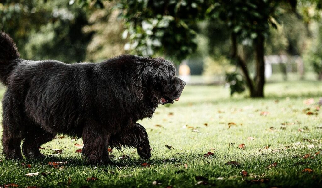 A large, fluffy black dog walks through a grassy park, surrounded by scattered leaves. The background features blurred trees and greenery, creating a serene outdoor setting.