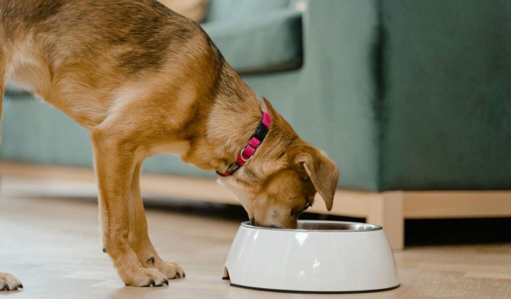 a red collar eating from a white food bowl on a wooden floor.