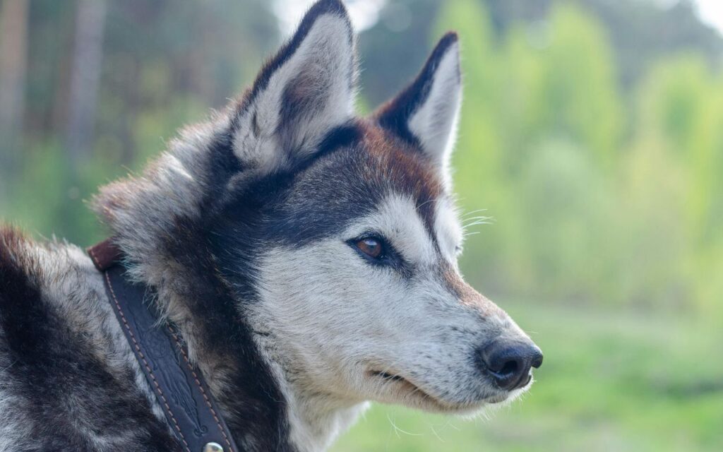 A close-up of a Siberian Husky with a striking black and white coat.
