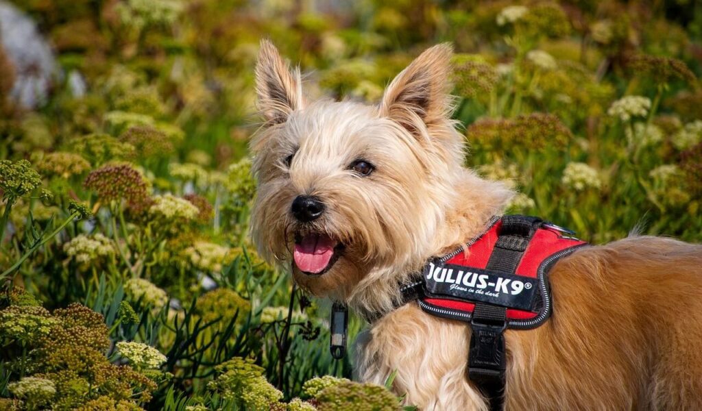 A Cairn Terrier standing in a field of green plants and flowers.