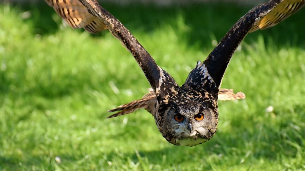 An owl in flight, wings outstretched in a display of grace and power, with piercing orange eyes focused intently, set against a vibrant green background.