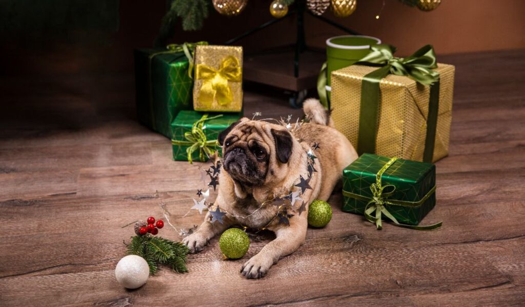 Pug lying under a Christmas tree.