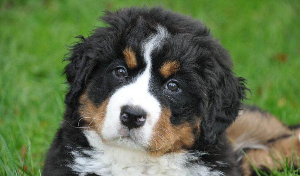 Close-up of a Bernese Mountain Dog puppy on grass.