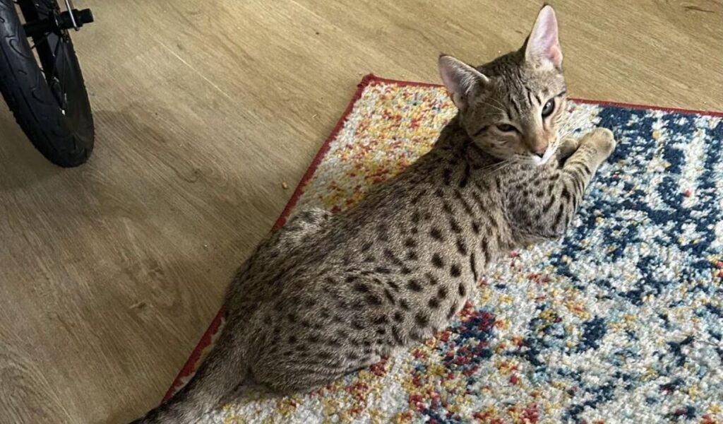 Spotted cat relaxing on a colorful rug indoors.