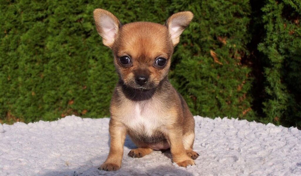 Chihuahua puppy sitting on a soft surface.