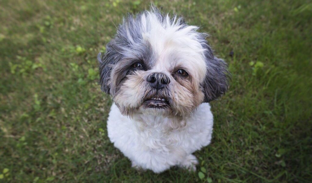 Shih Tzu sitting on grass.