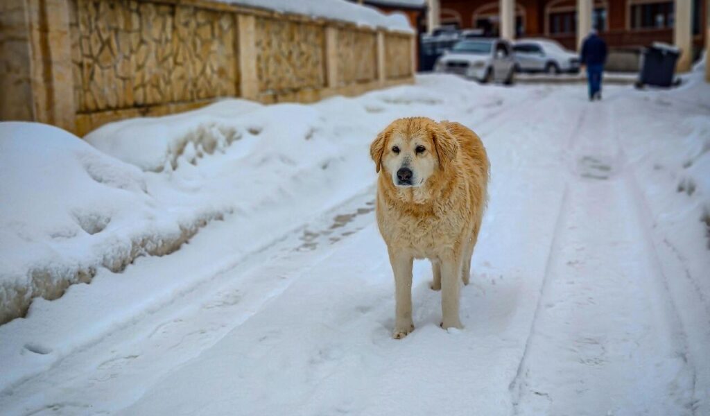 Great Pyrenees standing on a snowy street