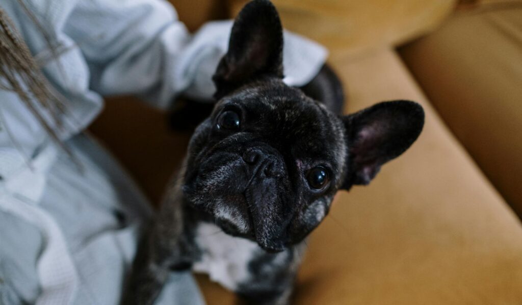 curious bulldog sitting on a couch