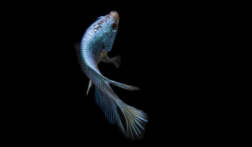 Blue betta fish with flowing fins on a black background.