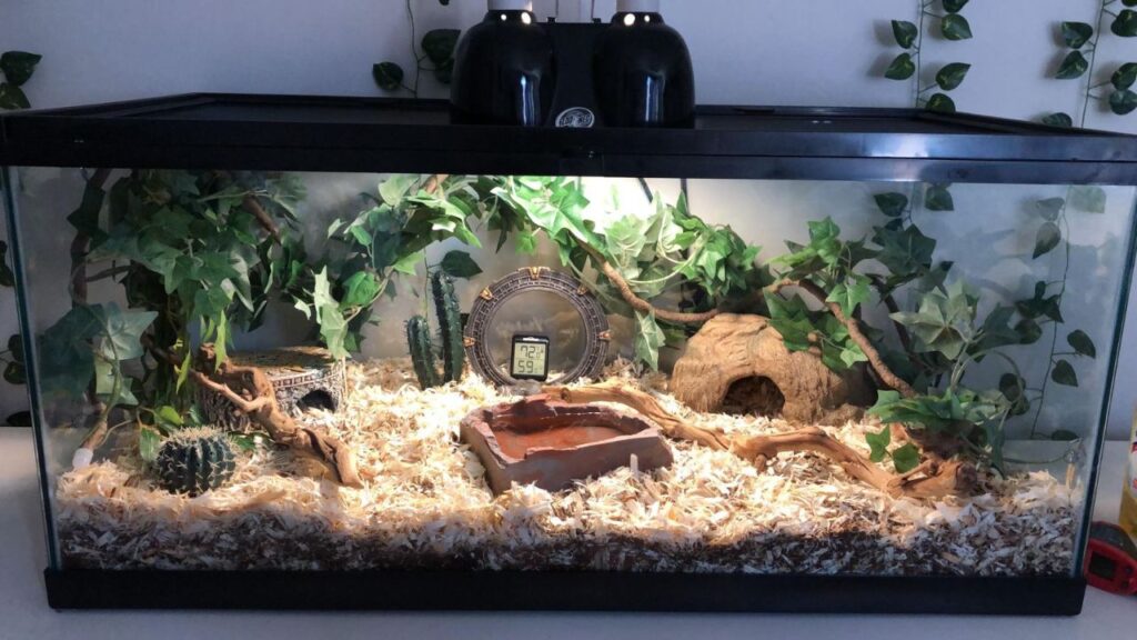A well-decorated terrarium with a naturalistic setup, featuring wood shavings as substrate, artificial ivy, and cacti for decoration. The enclosure includes a clay water dish, a dome-shaped hide, and a decorative thermometer in the center displaying temperature and humidity levels. Two heat lamps provide warmth, creating a cozy environment. The backdrop features additional ivy for a lush, jungle-like effect.