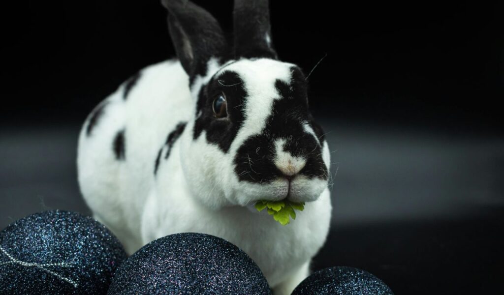 Harlequin rabbit