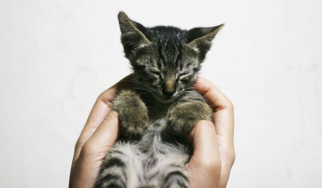 A tiny tabby kitten with closed eyes being held gently by both hands. The kitten has dark gray and black striped fur with a soft white belly, creating a serene and peaceful moment against a plain white background.