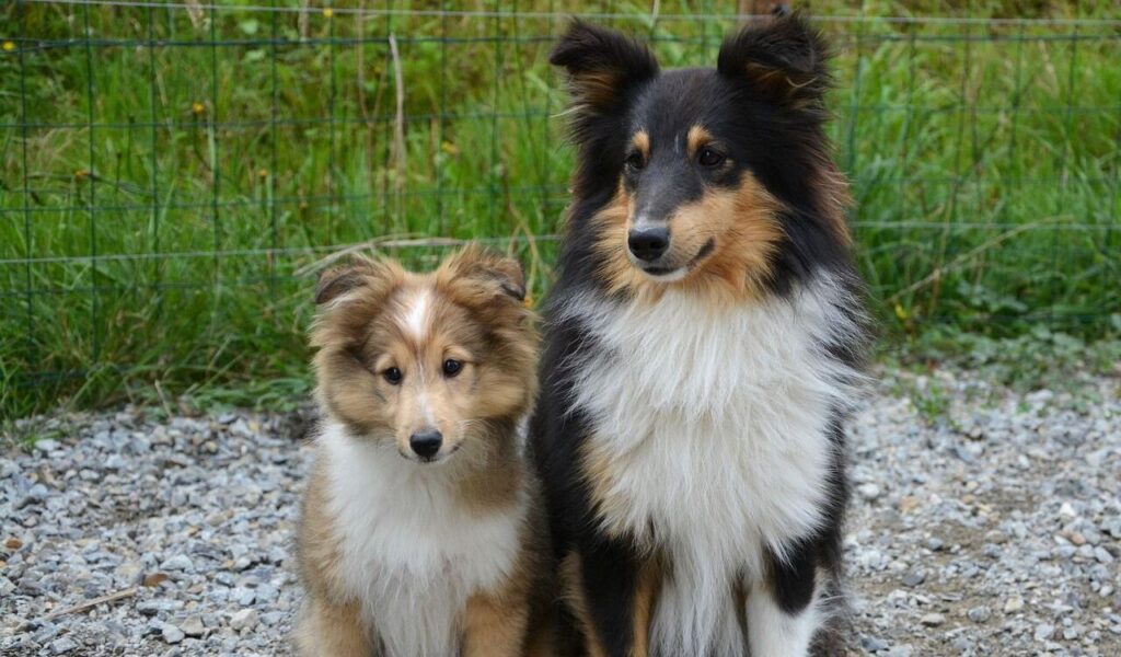 Two Shetland Sheepdogs sitting side by side, one with a sable and white coat and the other with a black, white, and tan coat. They are on a gravel surface with green grass and a wire fence in the background.