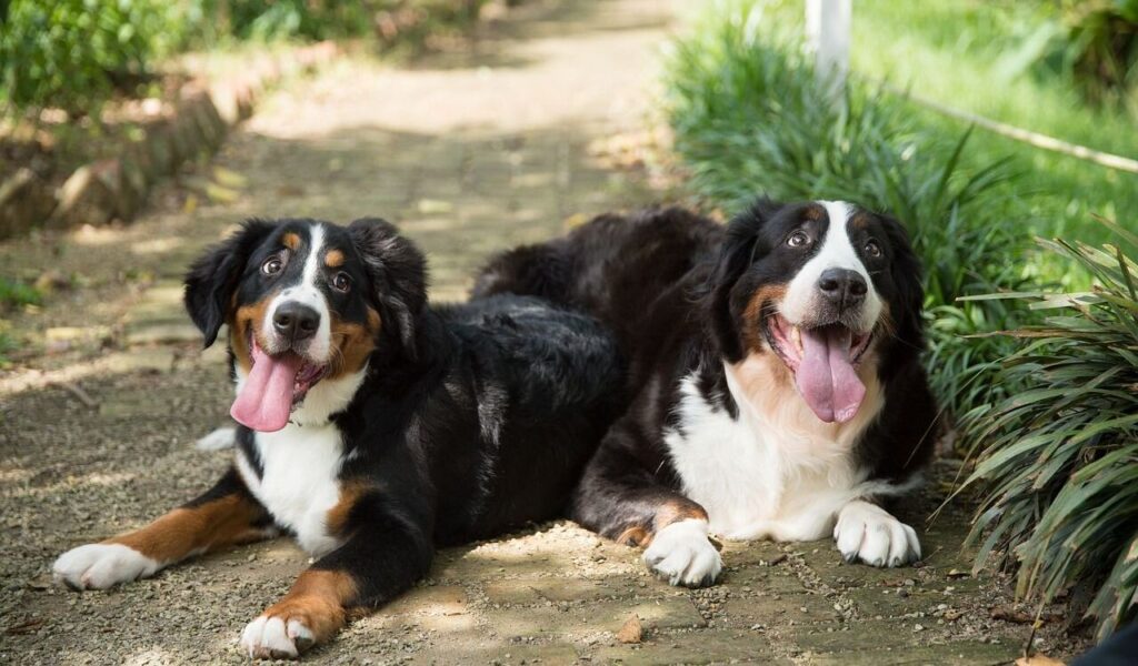 Two cheerful Bernese Mountain Dogs with shiny black, white, and tan coats lying on a cobblestone path surrounded by lush greenery and a sunlit garden.