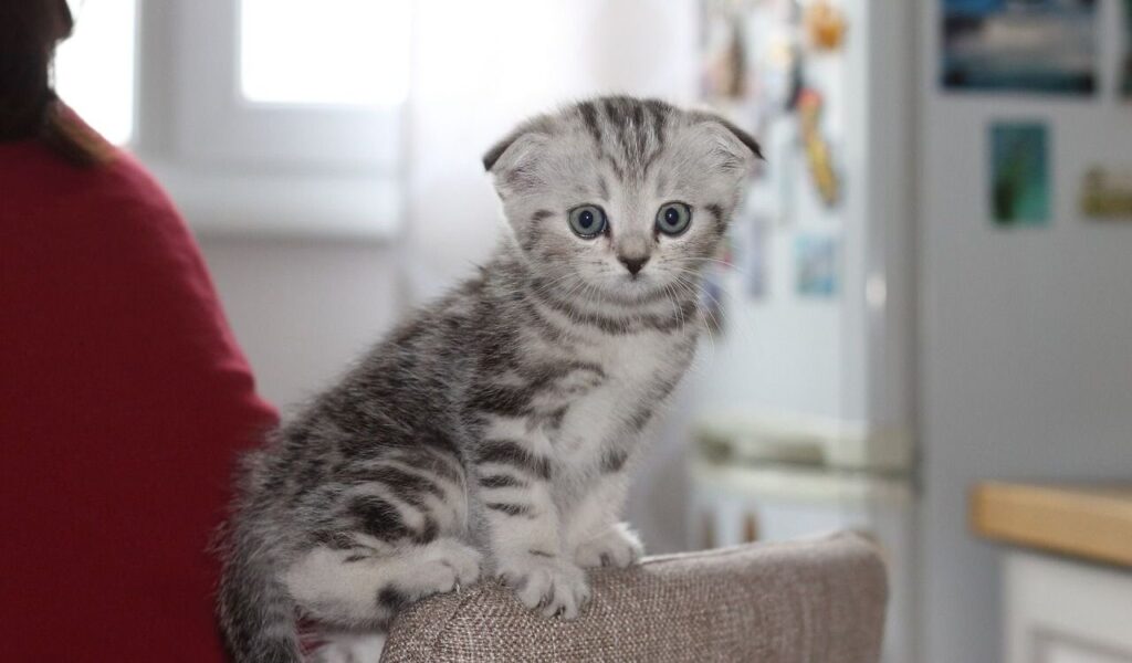 A small, adorable Scottish Fold kitten with grey and white striped fur sitting on the edge of a chair. The kitten has wide, curious blue eyes and folded ears, looking directly at the camera in a cozy indoor setting.