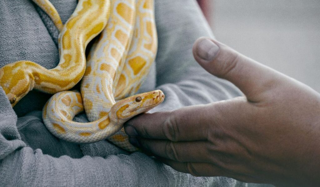 yellow python being held and gently touched by a person