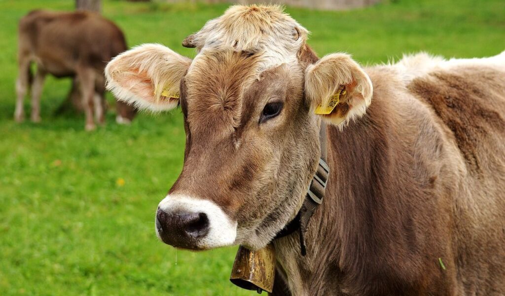 Young cow with ear tags and a collar in a green field.