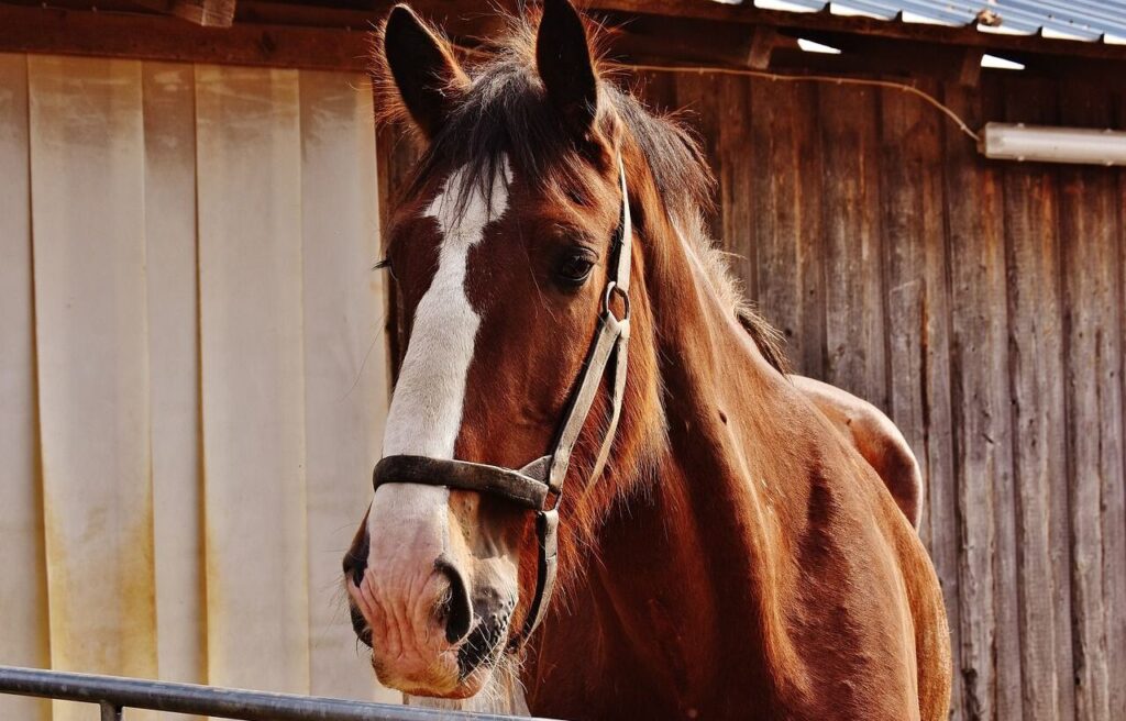 A close-up of a horse's face with a halter.