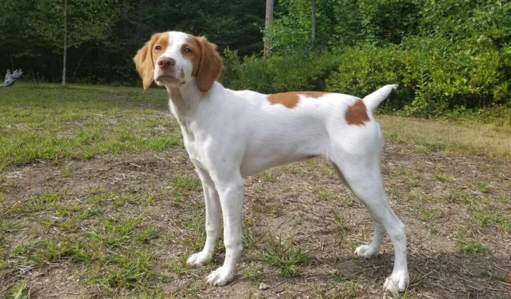 Brittany Spaniel standing outdoors.