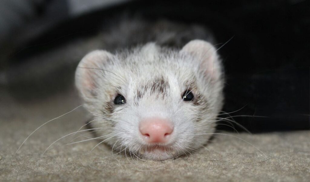 Close-up of a resting ferret.