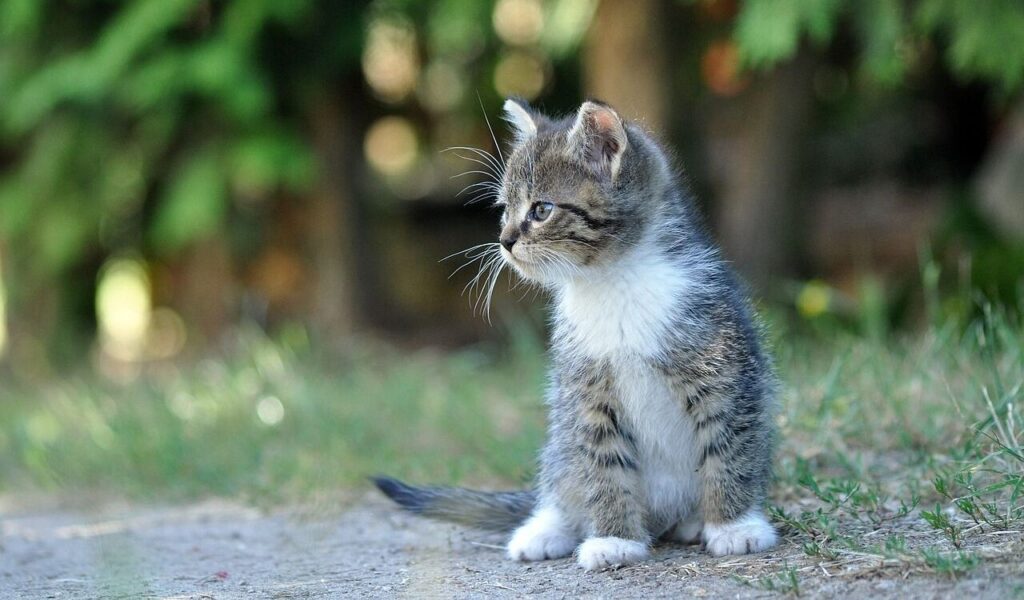 Kitten sitting outdoors.