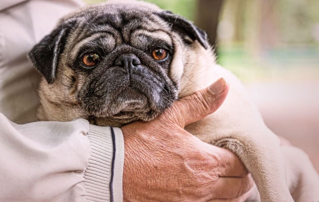 Person holding a pug close to their chest.