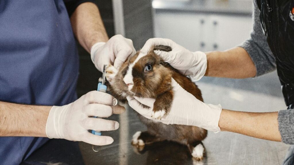A brown and white rabbit being gently held by two people wearing gloves while its nails are trimmed using a small clipper in a veterinary clinic.