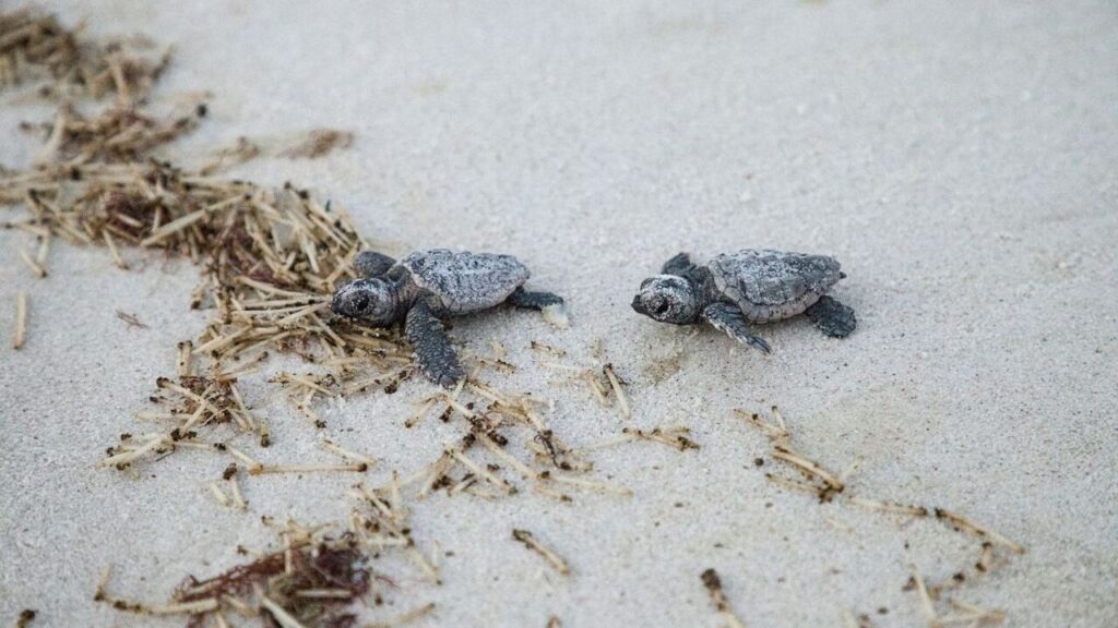 Two baby turtles crawling on sandy ground with scattered dried grass.
