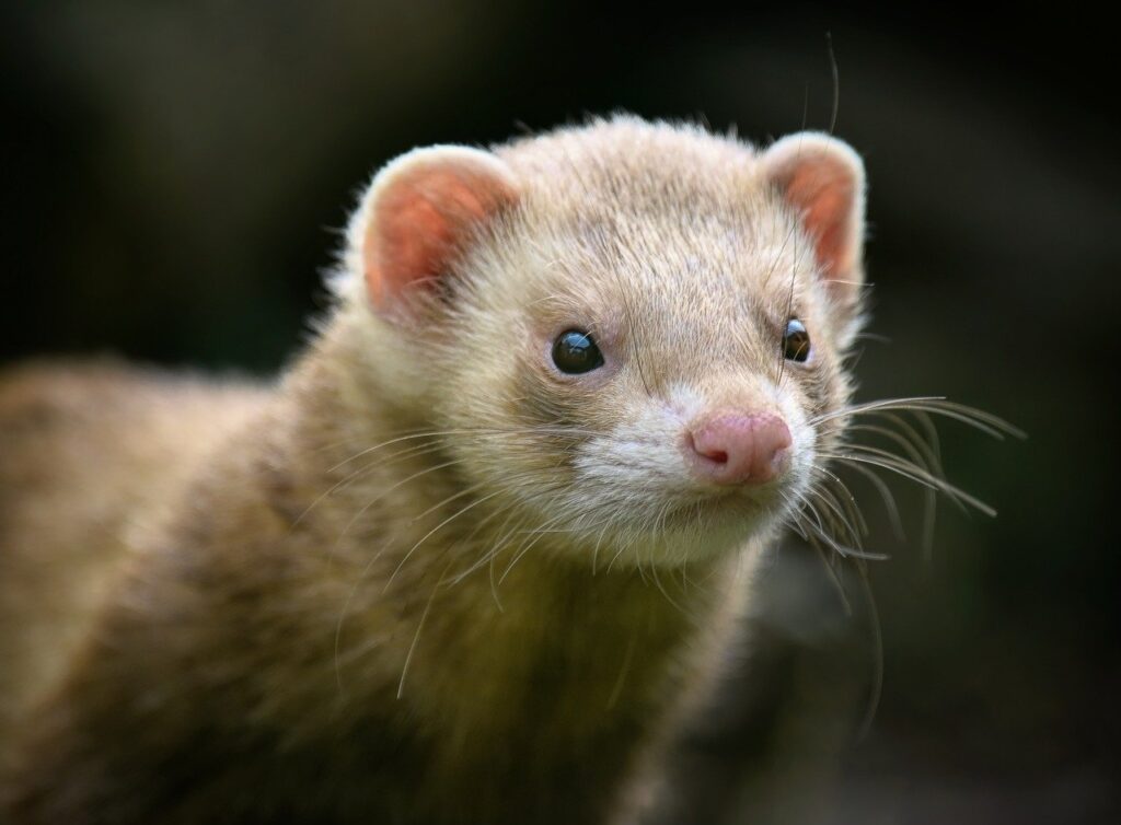 Ferret Staring