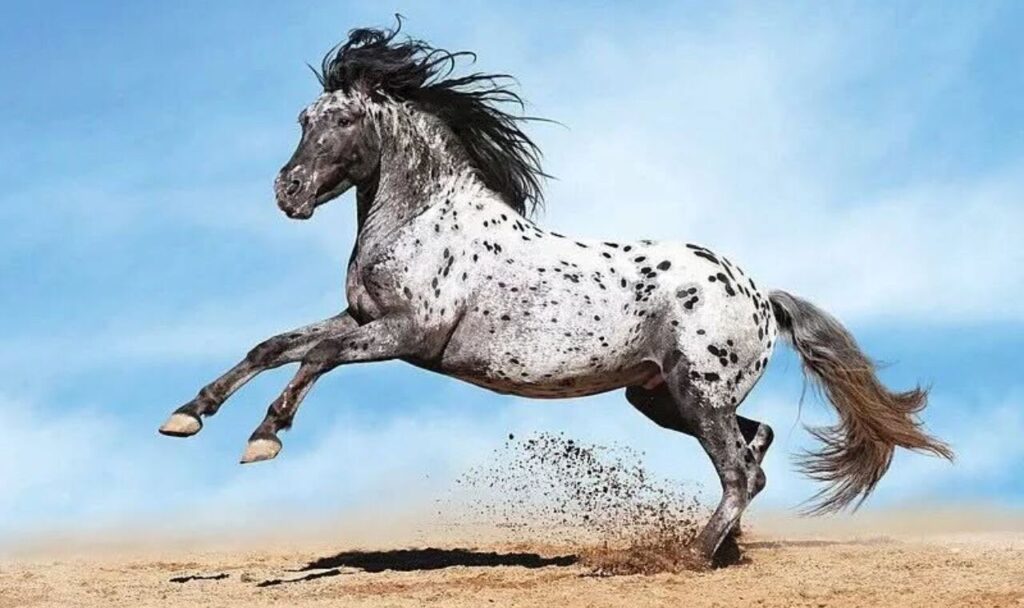 Appaloosa horse galloping on sand.