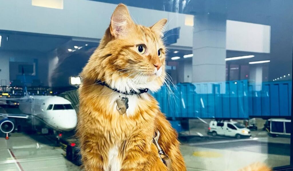ginger cat at an airport window