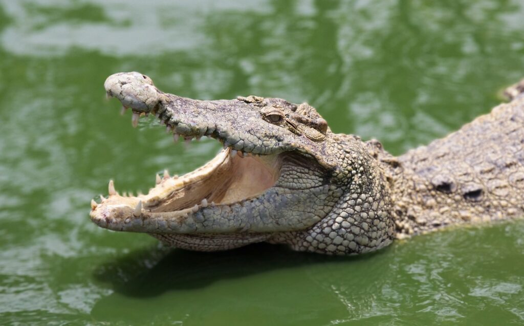 Crocodile in water with its mouth open