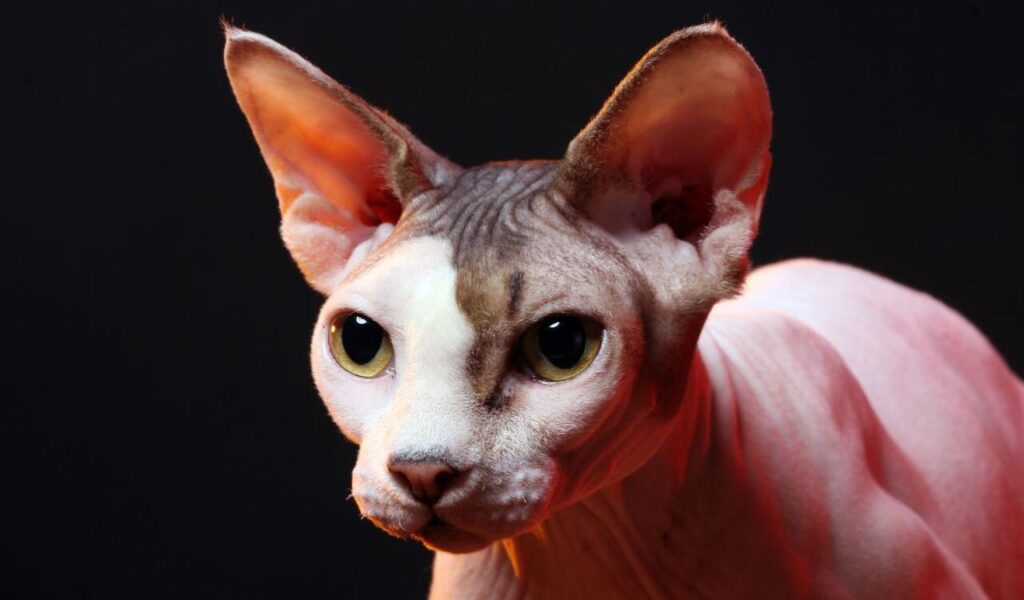 Sphynx cat with large eyes