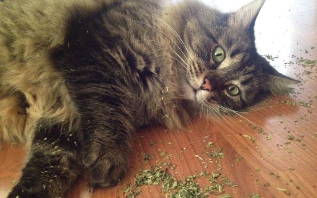 tabby cat lying on scattered leaves