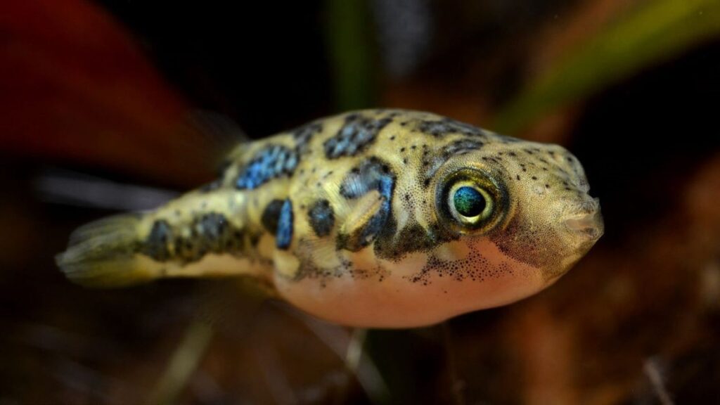 Pea Puffer