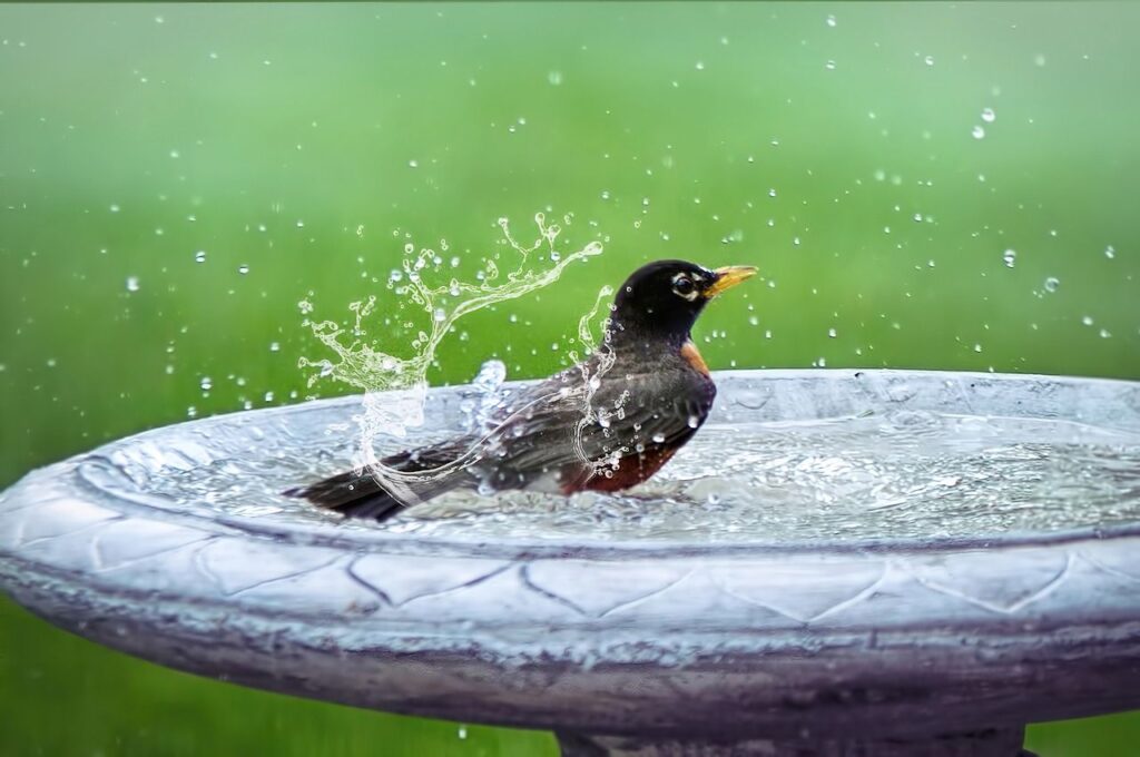 Robin bird splashing in a birdbath.