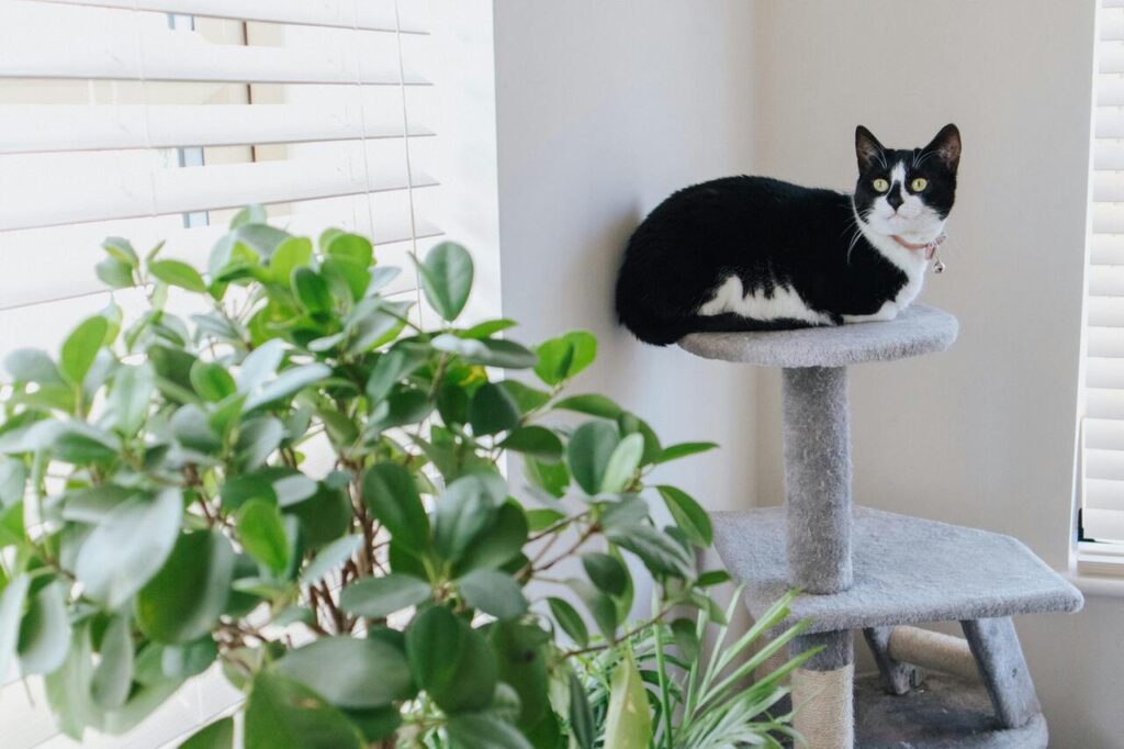 Black and white cat on a cat tree.
