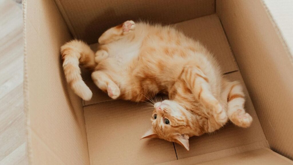 Playful orange cat lying on its back inside a cardboard box.