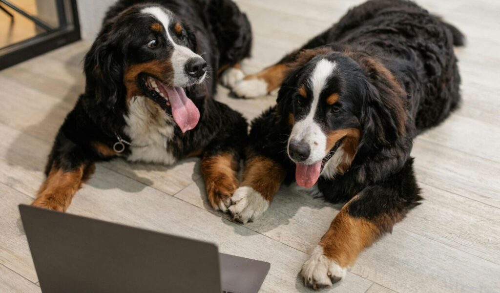 Two large black, white, and tan dogs lying on the floor, looking at a laptop screen.
