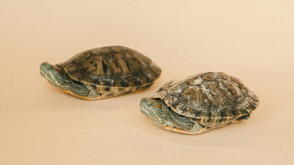 Two turtles with patterned shells resting on a beige surface.