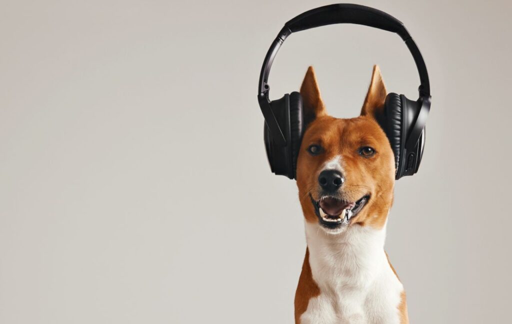 Basenji dog wearing oversized headphones, smiling playfully.