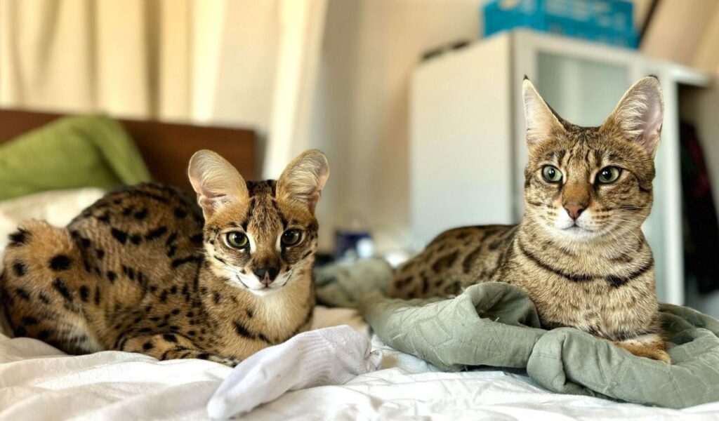 Two spotted cats lounging on a bed, gazing attentively.