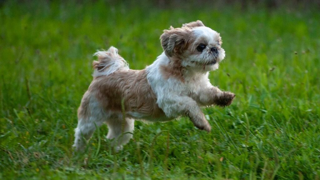 A Shih Tzu joyfully running on the grass.