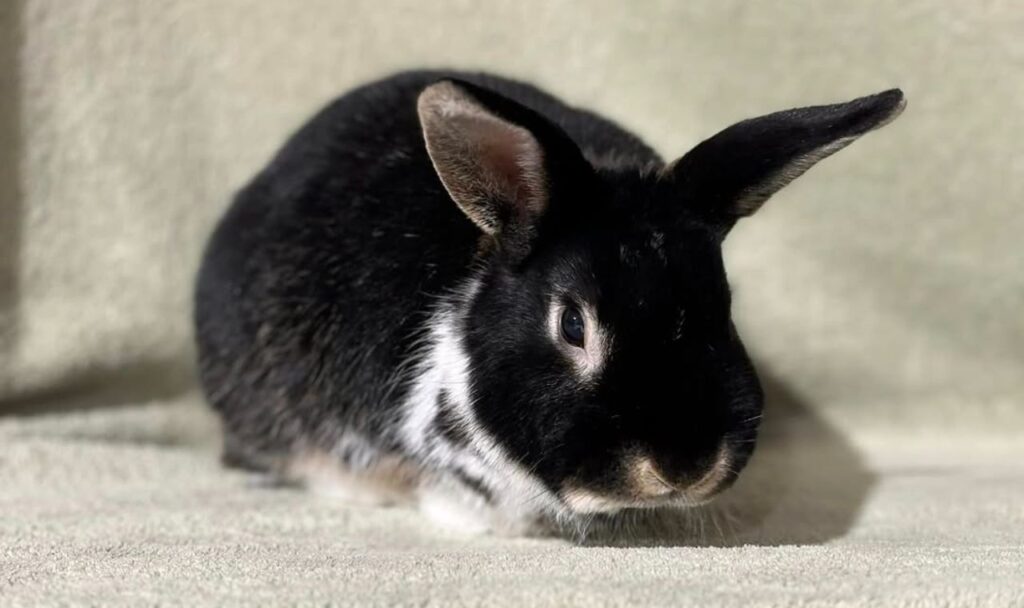 Silver Marten rabbit on a beige surface.