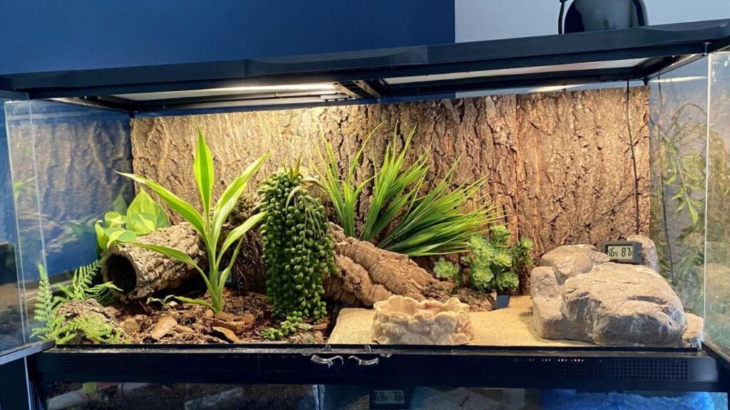 A terrarium setup with a bark-lined background, a sandy substrate, and lush greenery including artificial plants and succulents. The habitat features a hollow log hide, large decorative rocks, and a textured water dish. A thermometer and hygrometer are visible, monitoring the enclosure's temperature and humidity. Overhead lighting and a heat lamp provide illumination and warmth, creating a natural desert-like environment.