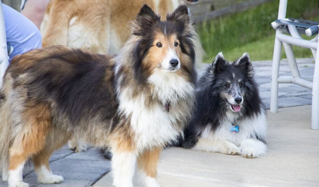 wo Shetland Sheepdogs outdoors, one with a sable and white coat standing alert on a paved surface, and the other with a black and white coat lying down, panting happily. A lawn chair and grassy yard are visible in the background.