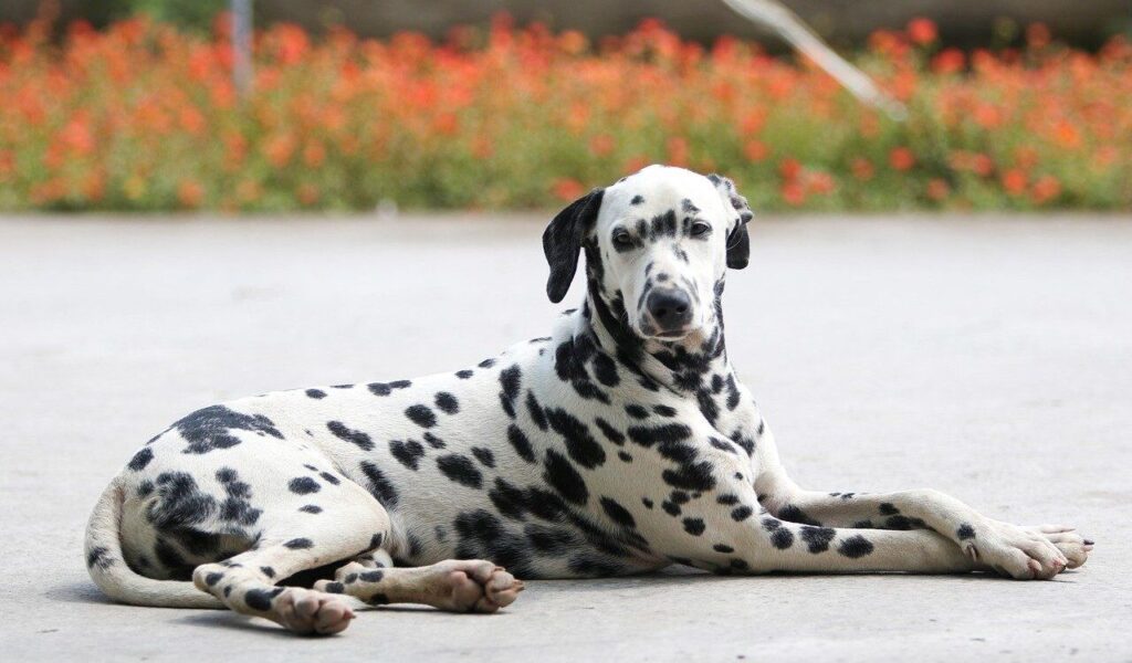 Dogs With Minimal Need for Baths